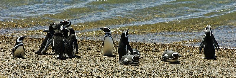 20071209 115651 D2X 4000x1333.jpg - Penguin, Puerto Madryn. Political caucus occuring on left
